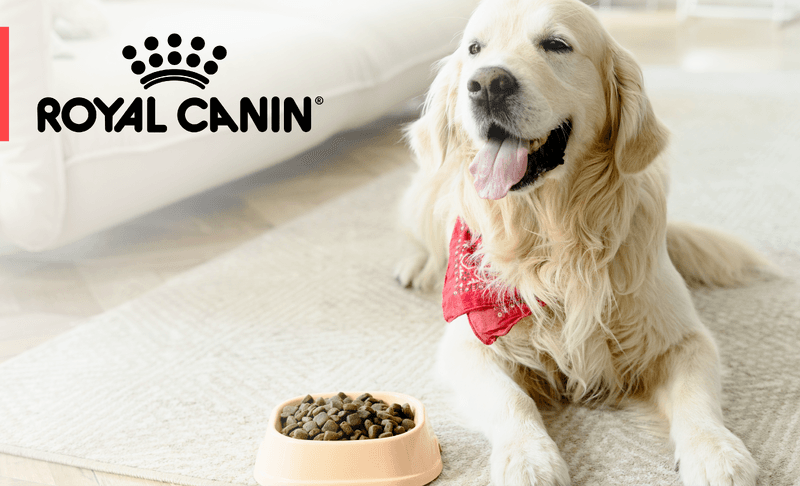 royal canin SEO image.png